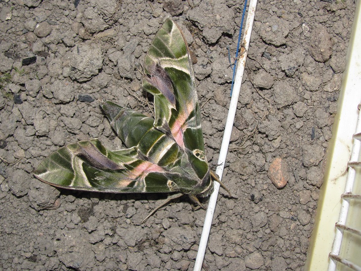 Daphnis nerii (Sphingidae)